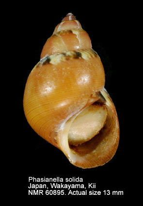 Phasianella solida (8).jpg - Phasianella solida(Born,1778)
